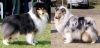 Nazwa pliku=Preeminent_Line_puppies_2014_CRYSTAL_CLEAR_Des_Beldones-_F___Wicani_ANIESH_ABOVE_AND_BEYOND-_GB.jpg
Wielkość pliku=52KiB
Rozmiar=700x340
Data dodania= 11, Luty 2014 Preeminent_Line_puppies_2014_CRYSTAL_CLEAR_Des_Beldones-_F___Wicani_ANIESH_ABOVE_AND_BEYOND-_GB.jpg