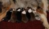 Nazwa pliku=Preeminent_Line_puppies_2_days_old.JPG
Wielkość pliku=63KiB
Rozmiar=804x489
Data dodania= 05, Maj 2014 Preeminent_Line_puppies_2_days_old.JPG