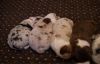 Nazwa pliku=Preeminent_Line_puppies_3_days_old_.JPG
Wielkość pliku=113KiB
Rozmiar=746x483
Data dodania= 04, Maj 2015 Preeminent_Line_puppies_3_days_old_.JPG