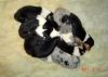 Nazwa pliku=Preeminent_Line_puppies_4_days_old.JPG
Wielkość pliku=35KiB
Rozmiar=696x500
Data dodania= 24, Luty 2011 Preeminent_Line_puppies_4_days_old.JPG