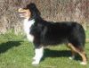 Nazwa pliku=Preeminent_line_New_Jersey_-_1st_puppy_bitch_-_Best_puppy_bitch_-_Best_puppy_in_breed_-_Leeds_champ_show_-UK2C.JPG
Wielkość pliku=118KiB
Rozmiar=699x538
Data dodania= 30, Wrzesień 2013 Preeminent_line_New_Jersey_-_1st_puppy_bitch_-_Best_puppy_bitch_-_Best_puppy_in_breed_-_Leeds_champ_show_-UK2C.JPG