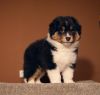 Nazwa pliku=Puppies_AZURA___WERTER_-_number1_male__-_6_weeks_old___.jpg
Wielkość pliku=21KiB
Rozmiar=493x470
Data dodania= 21, Listopad 2012 Puppies_AZURA___WERTER_-_number1_male__-_6_weeks_old___.jpg