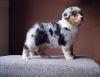 Nazwa pliku=Puppies_Preeminet_Line-_AZURA___WERTER_-_Nr_1_female_-_6_weeks_old_.JPG
Wielkość pliku=59KiB
Rozmiar=796x616
Data dodania= 21, Listopad 2012 Puppies_Preeminet_Line-_AZURA___WERTER_-_Nr_1_female_-_6_weeks_old_.JPG