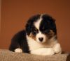 Nazwa pliku=Puppies_Preeminet_Line-_AZURA___WERTER_-_Nr_2_male_-_6_weeks_old.JPG
Wielkość pliku=32KiB
Rozmiar=648x573
Data dodania= 21, Listopad 2012 Puppies_Preeminet_Line-_AZURA___WERTER_-_Nr_2_male_-_6_weeks_old.JPG