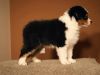 Nazwa pliku=Puppies_Preeminet_Line-_AZURA___WERTER_-_Nr_2_male_-_6_weeks_old_.JPG
Wielkość pliku=25KiB
Rozmiar=568x429
Data dodania= 21, Listopad 2012 Puppies_Preeminet_Line-_AZURA___WERTER_-_Nr_2_male_-_6_weeks_old_.JPG