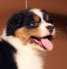Nazwa pliku=Puppies_Preeminet_Line-_AZURA___WERTER_-_Nr_2_male_-_6_weeks_old___.JPG
Wielkość pliku=19KiB
Rozmiar=423x433
Data dodania= 21, Listopad 2012 Puppies_Preeminet_Line-_AZURA___WERTER_-_Nr_2_male_-_6_weeks_old___.JPG