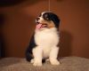 Nazwa pliku=Puppies_Preeminet_Line-_AZURA___WERTER_-_Number_2_male_-_6_weeks_old_-_______.JPG
Wielkość pliku=24KiB
Rozmiar=615x493
Data dodania= 22, Listopad 2012 Puppies_Preeminet_Line-_AZURA___WERTER_-_Number_2_male_-_6_weeks_old_-_______.JPG