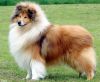 Nazwa pliku=SIRE3B_CH__LYNMEAD_SIMPLY_IN_MY_SOUL_.jpg
Wielkość pliku=108KiB
Rozmiar=510x423
Data dodania= 08, Listopad 2012 SIRE3B_CH__LYNMEAD_SIMPLY_IN_MY_SOUL_.jpg