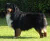 Nazwa pliku=This__perfect__and__the__most__beautiful__dog__AS__Brazos__which__one__we__have__ever__seen_this_is__inhabitant_USA..jpg
Wielkość pliku=28KiB
Rozmiar=462x386
Data dodania= 12, Czerwiec 2008 This__perfect__and__the__most__beautiful__dog__AS__Brazos__which__one__we__have__ever__seen_this_is__inhabitant_USA..jpg