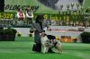 Nazwa pliku=__LEGACY_S_SASSY_AND_CLASSY__-__Sassy___USA-CACIB_Show_in_Kielce__BIS_competition__BEST_PUPPY21_Photo_by_-_Anna_Stelmach_21212121212121.JPG
Wielkość pliku=57KiB
Rozmiar=720x482
Data dodania= 14, Listopad 2012 __LEGACY_S_SASSY_AND_CLASSY__-__Sassy___USA-CACIB_Show_in_Kielce__BIS_competition__BEST_PUPPY21_Photo_by_-_Anna_Stelmach_21212121212121.JPG