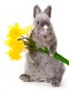Nazwa pliku=bunny1.jpg
Wielkość pliku=38KiB
Rozmiar=230x299
Data dodania= 03, Kwiecień 2010 bunny1.jpg