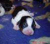 Nazwa pliku=dog_3_days_old.JPG
Wielkość pliku=26KiB
Rozmiar=515x450
Data dodania= 14, Marzec 2011 dog_3_days_old.JPG